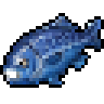 Sailfish